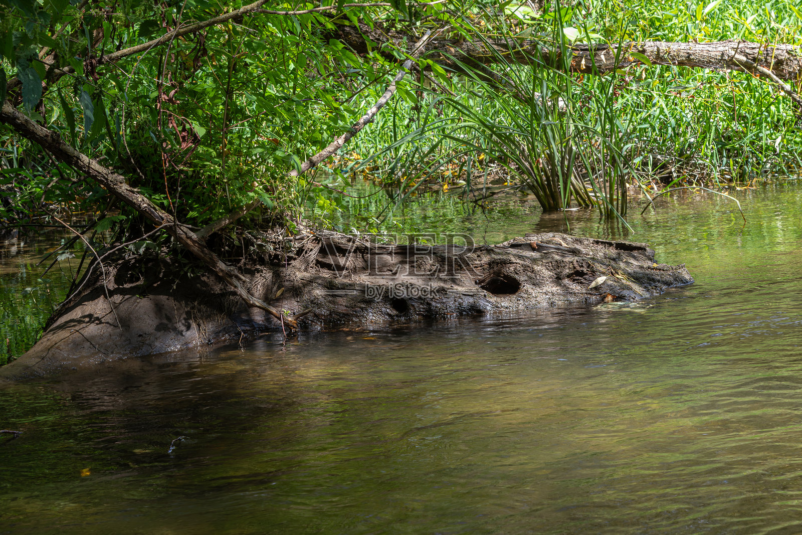 阳光明媚的午后,在郁郁葱葱的绿植环绕的宁静河水中,清水轻轻地绕过一根沉入水中的大木头。照片摄影图片