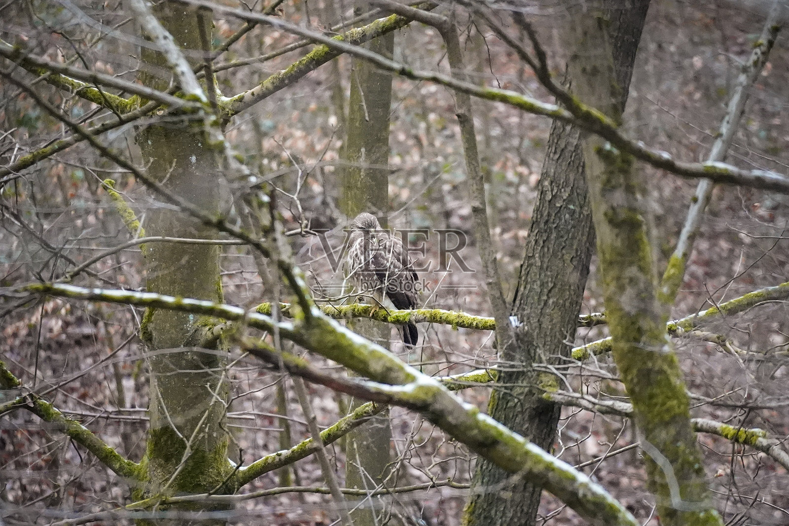 普通鵟照片摄影图片
