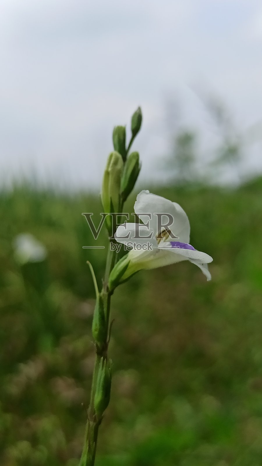 盛开的曲折的阿西亚西亚照片摄影图片