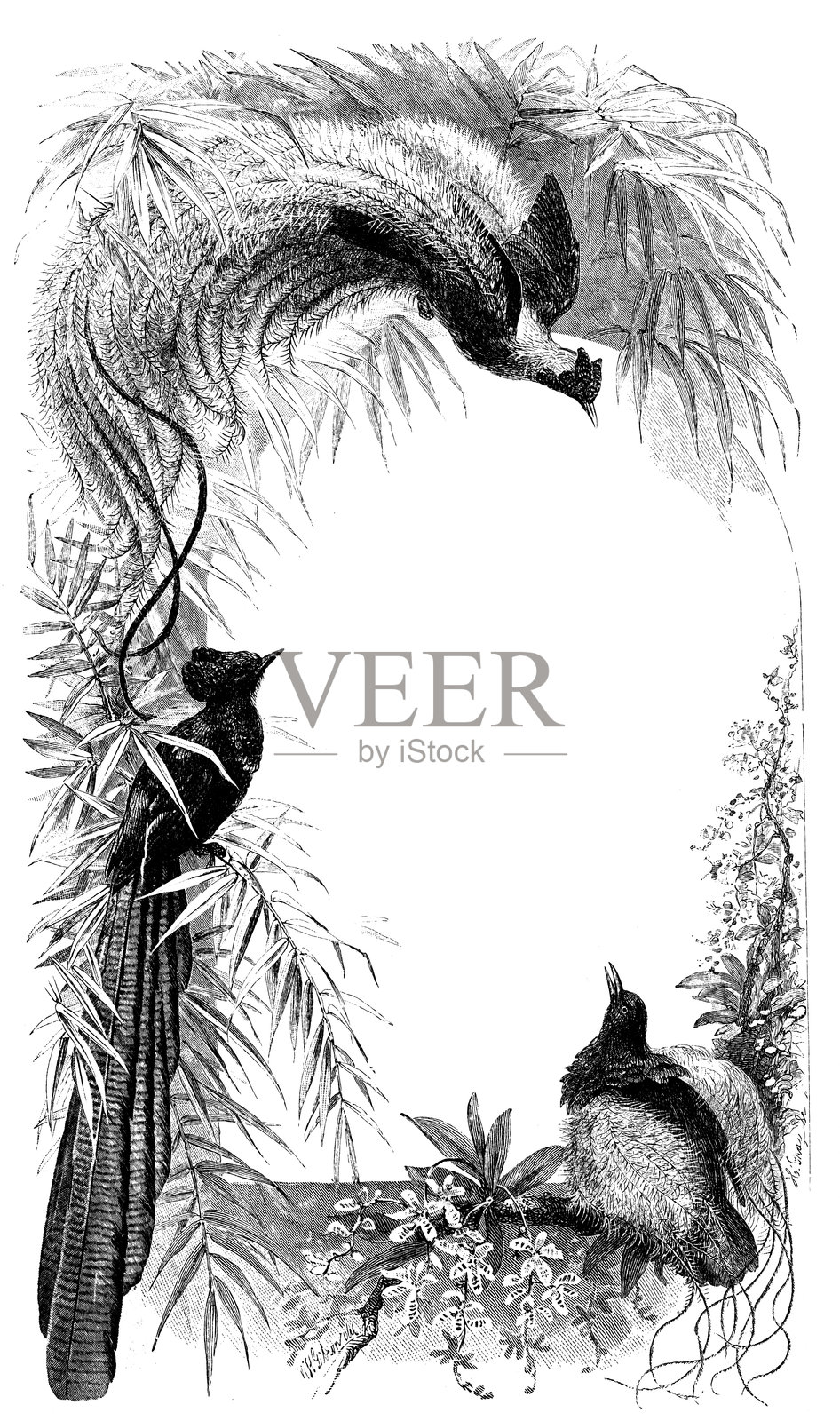 鸟类和羽毛:极乐鸟,鹊形极乐鸟,华丽长尾山雀插画图片素材