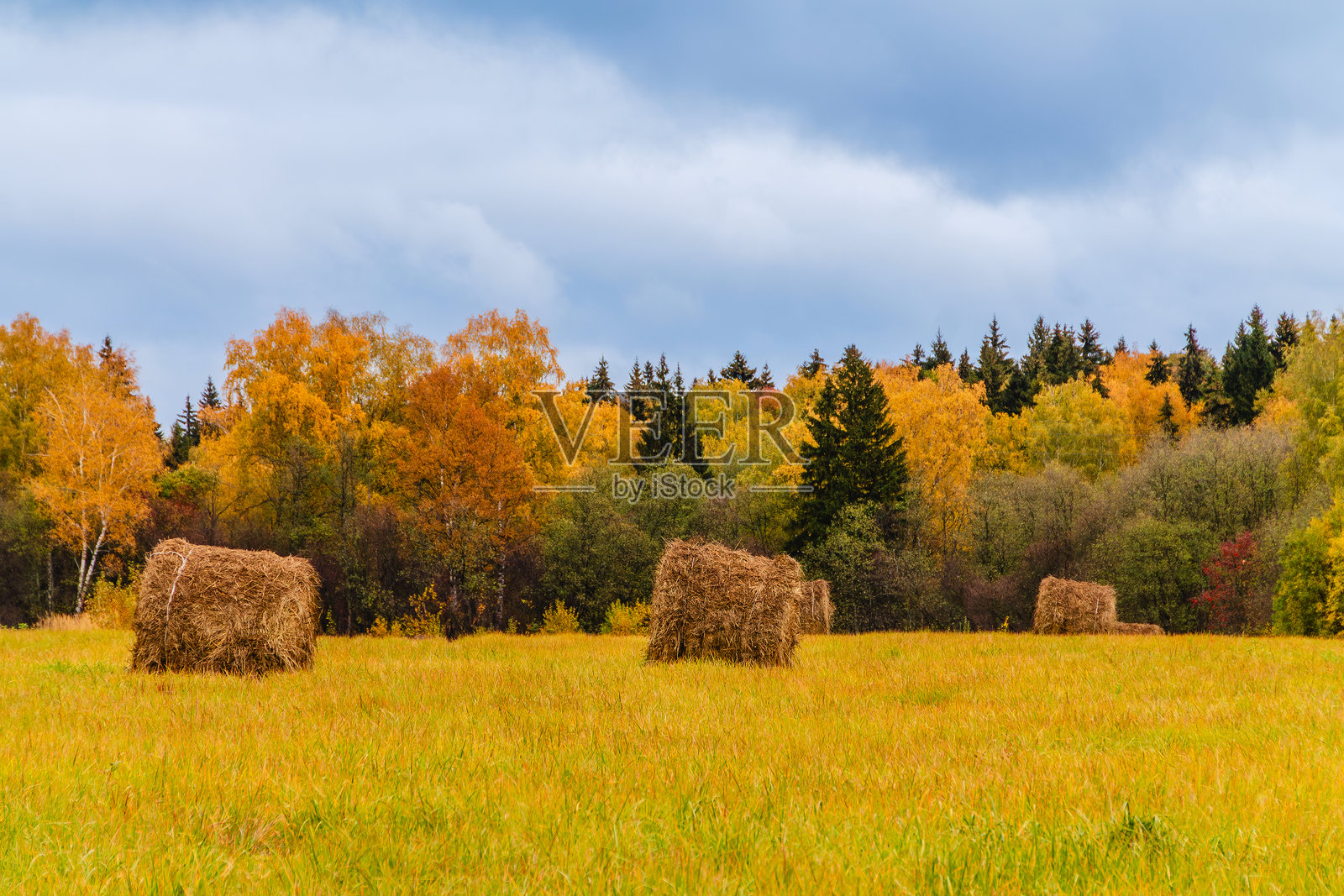 秋季风景,过膝的稻草捆在阴沉的天空下,树叶色彩鲜艳照片摄影图片
