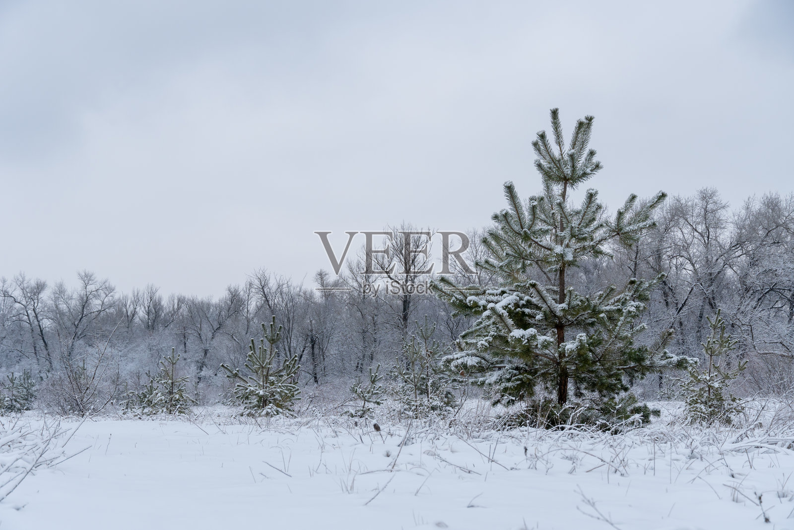冬季圣诞树农场的松树苗。年轻的云杉。照片摄影图片