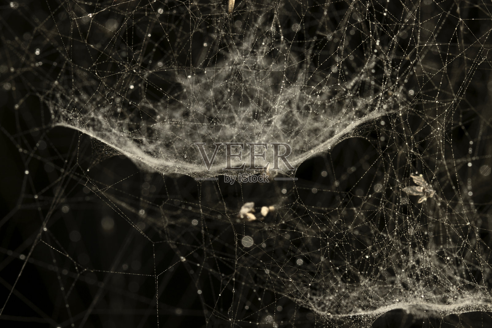 纠缠照片摄影图片