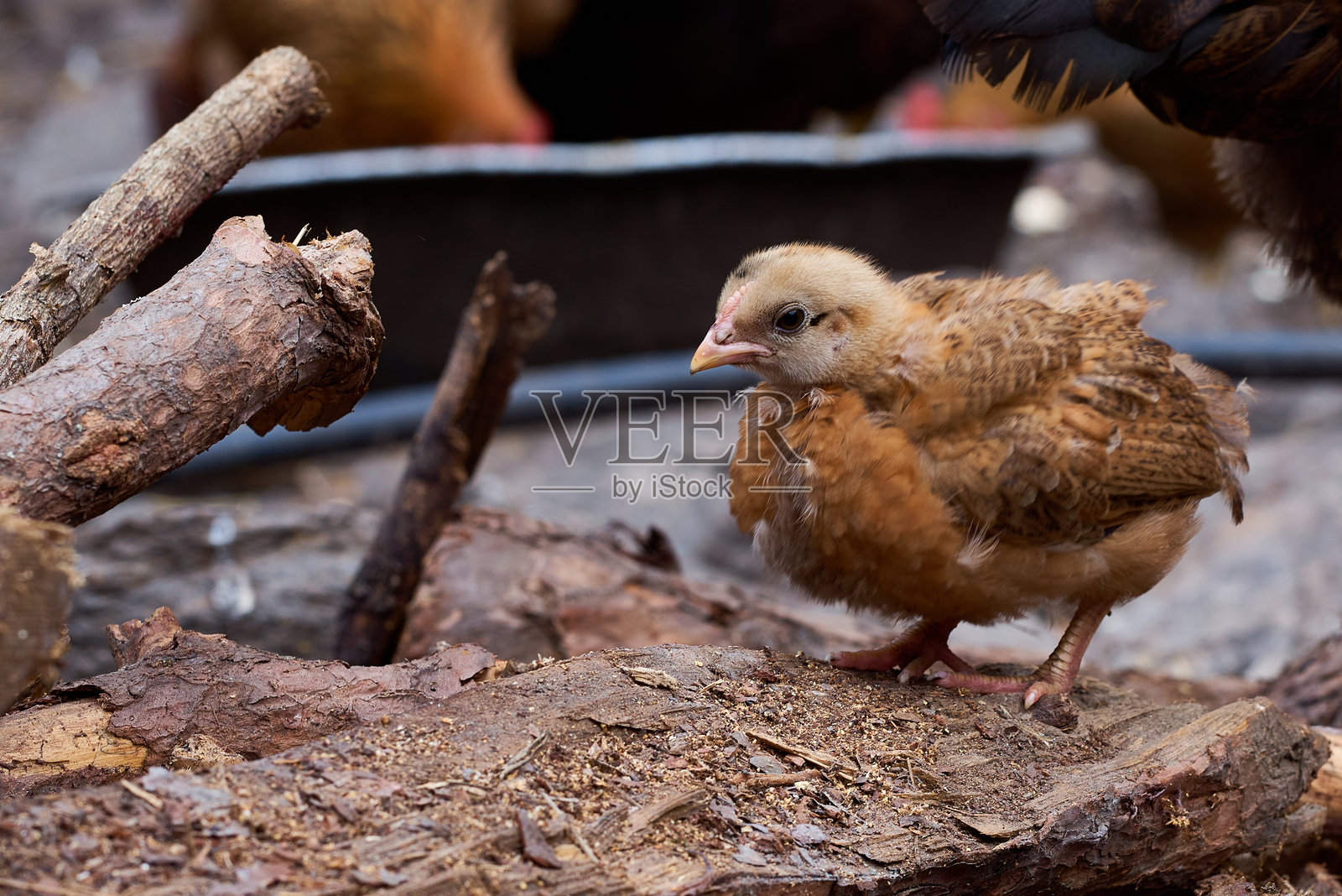 鸟,小鸡,村庄 曼阿斯鲁徒步,鸟,山脉,尼泊尔照片摄影图片
