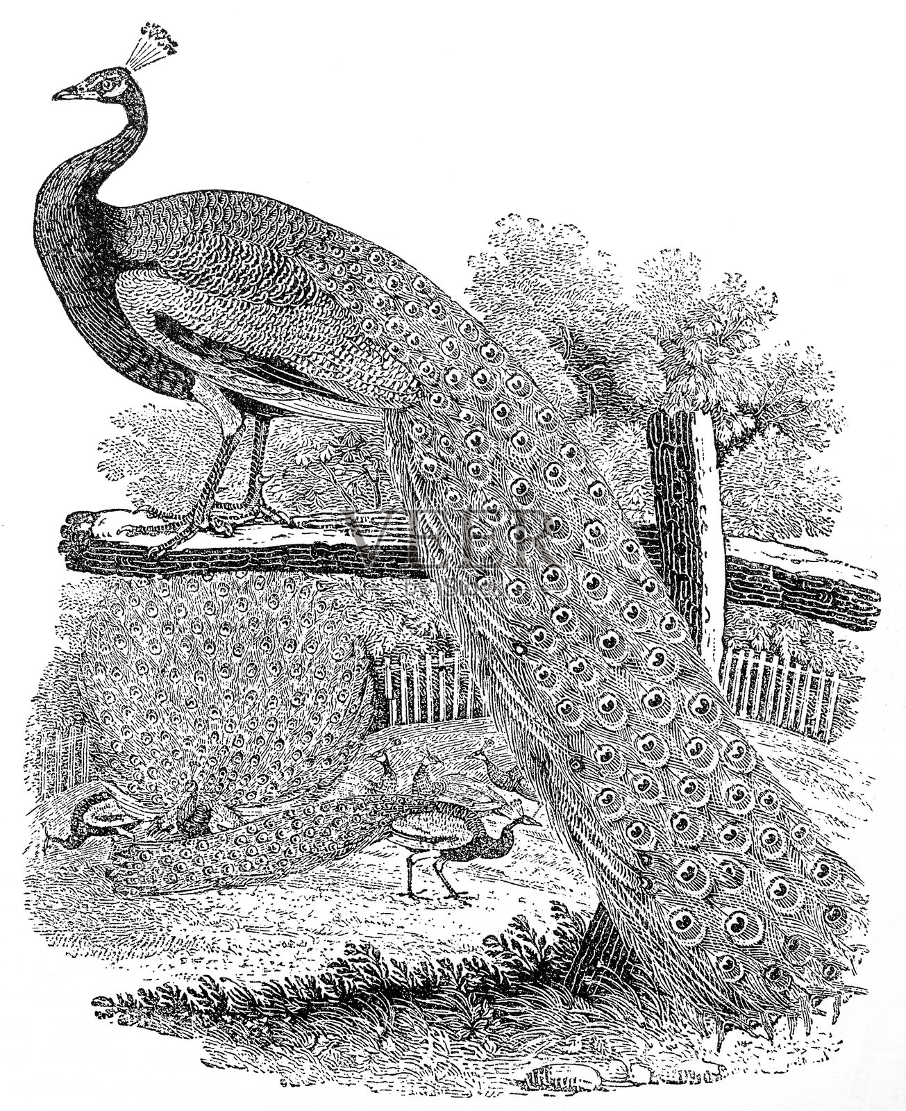 托马斯·贝维克版画,孔雀插画图片素材