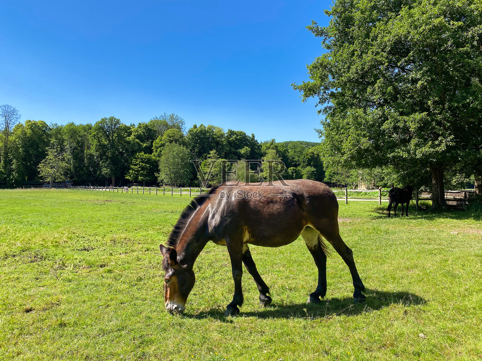 阳光明媚的乡村田野里,一匹棕色马在蓝天绿树下悠闲地吃草照片摄影图片