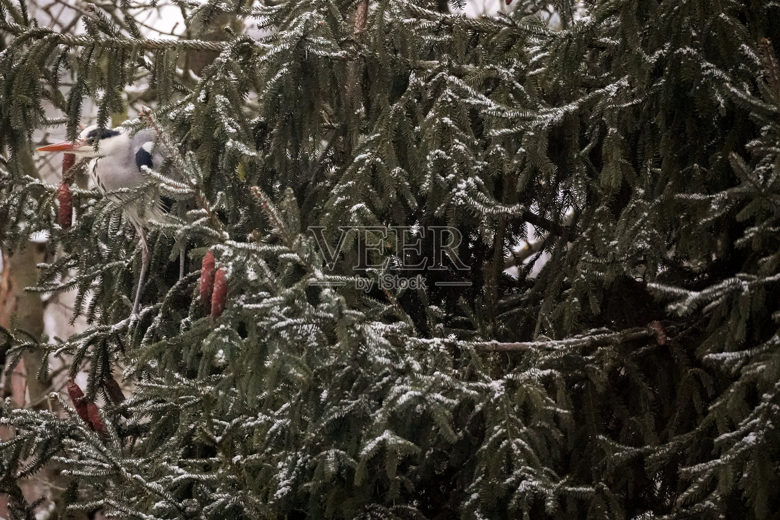 躲在角落照片摄影图片