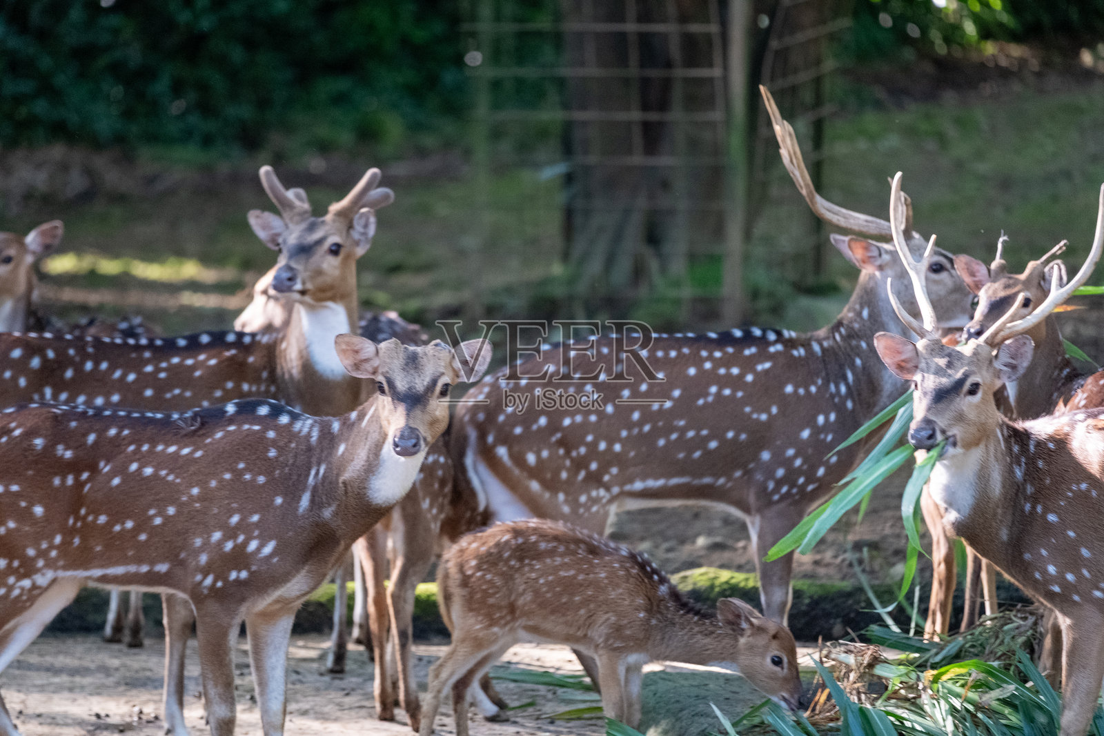 一群梅花鹿在阳光下悠闲地吃草,一只幼鹿在啃食茂密的绿植。背景中,一只初露鹿角的年轻雄鹿自信地站着,其余鹿群则融入了自然环境。照片摄影图片