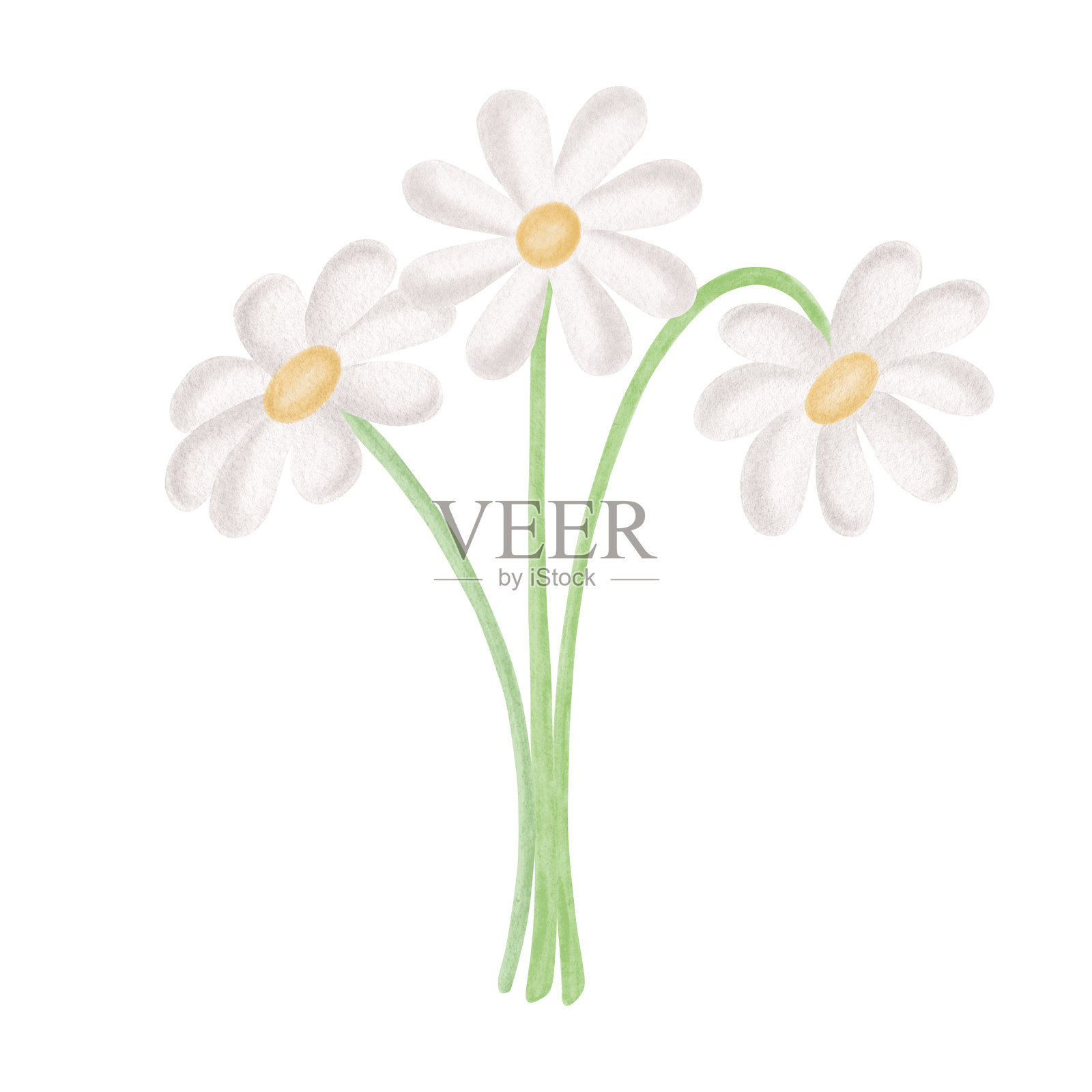 带有叶子的白色洋甘菊花束,儿童风格的水彩画。雏菊插画,用于复活节贺卡,手绘孤立的花。适用于婴儿派对设计的花卉剪贴画。插画图片素材