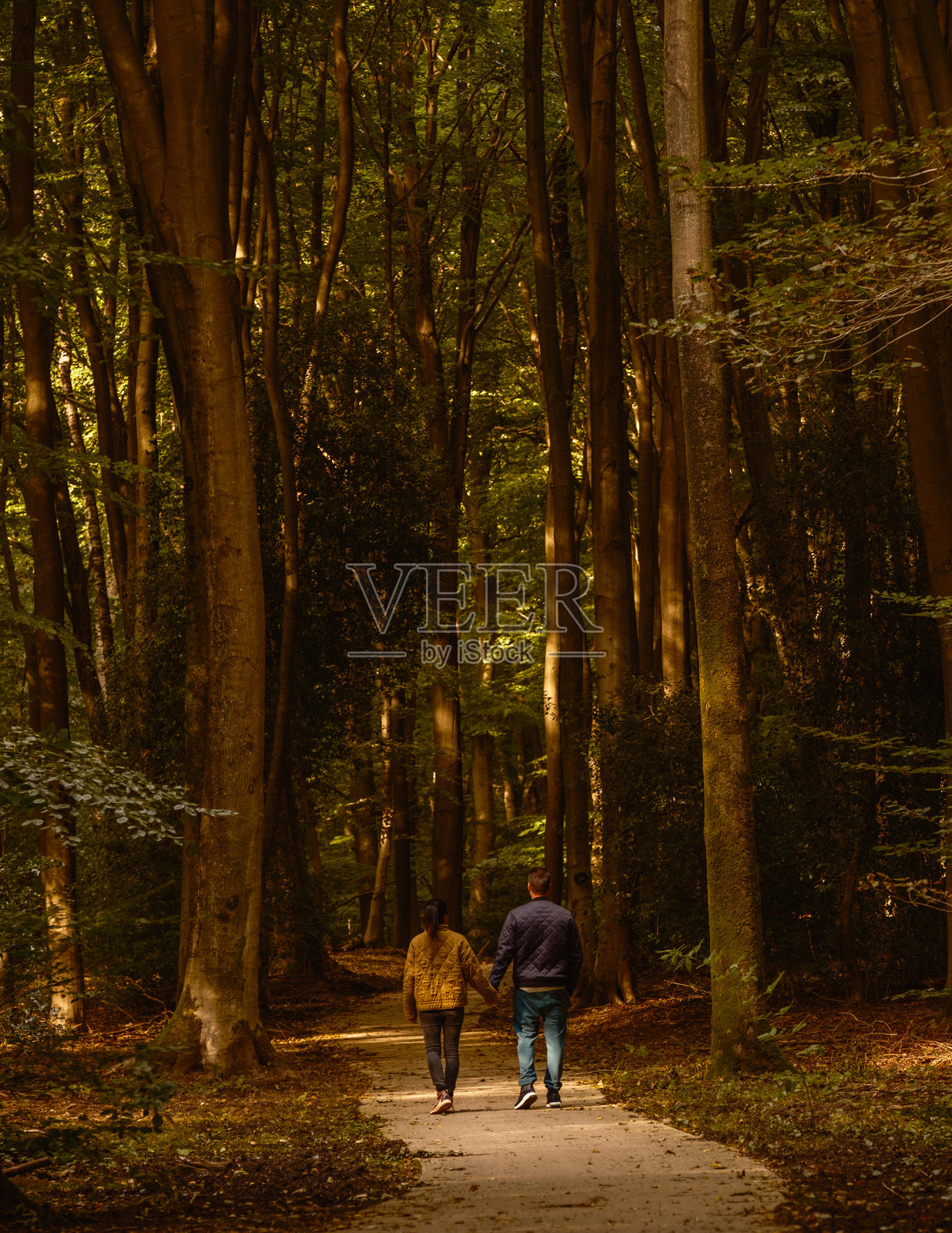 在荷兰韦吕讷宁静的斯佩尔德森林中,手牵手漫步于秋日美景照片摄影图片