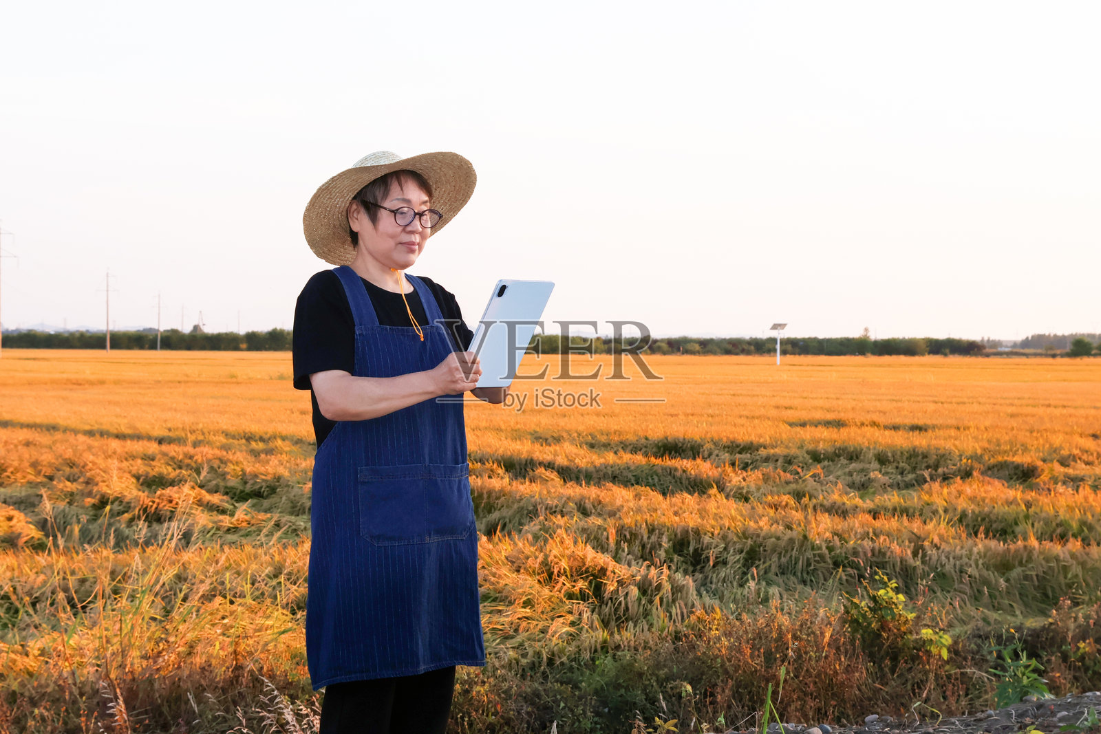日落时分,一位年长的亚洲女农民在稻田里使用平板电脑照片摄影图片