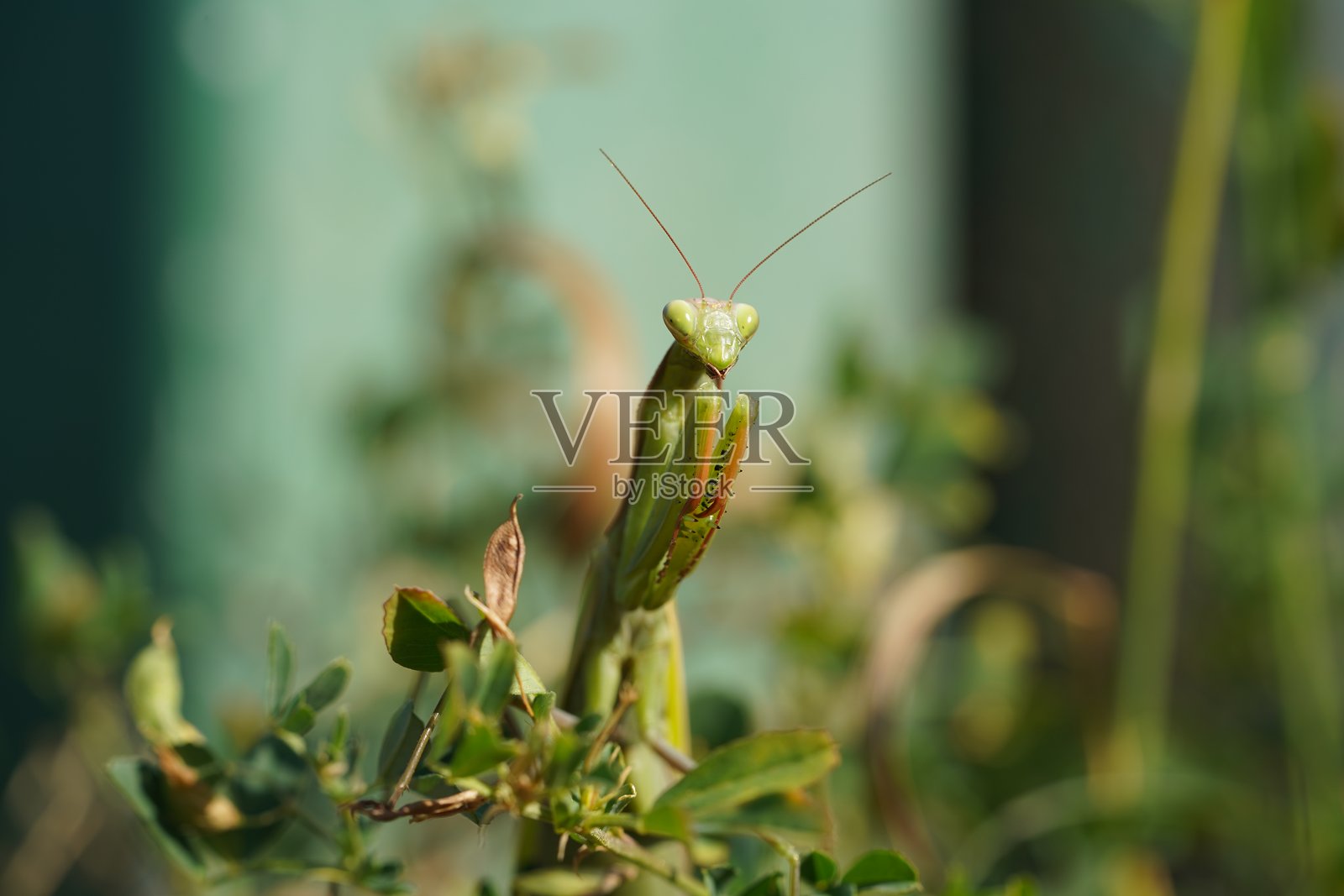野生动物 鸟类 自然 自由时间照片摄影图片