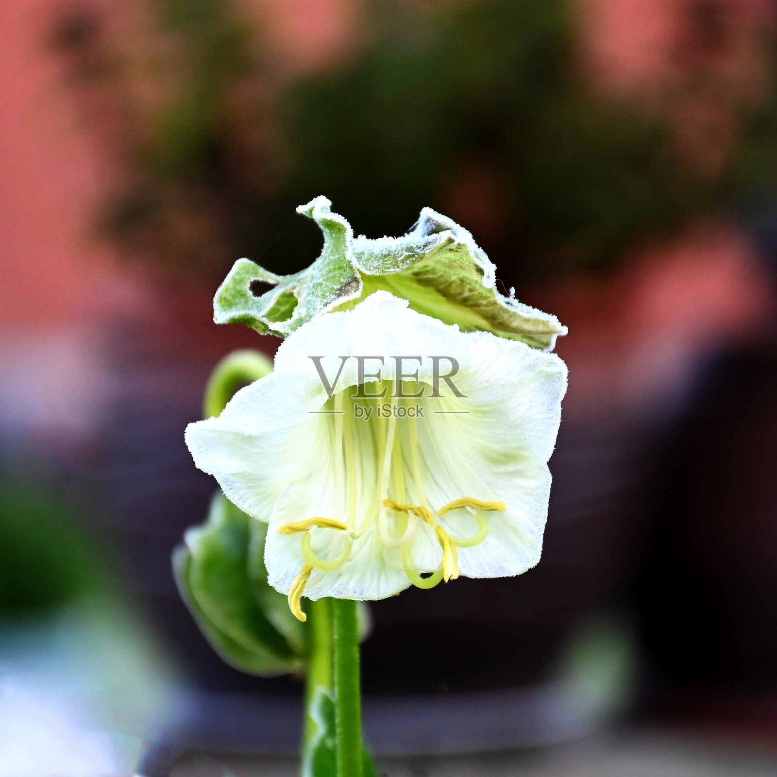 秋日花朵经受早霜,背景雾蒙蒙而模糊,柔和的晨光照片摄影图片