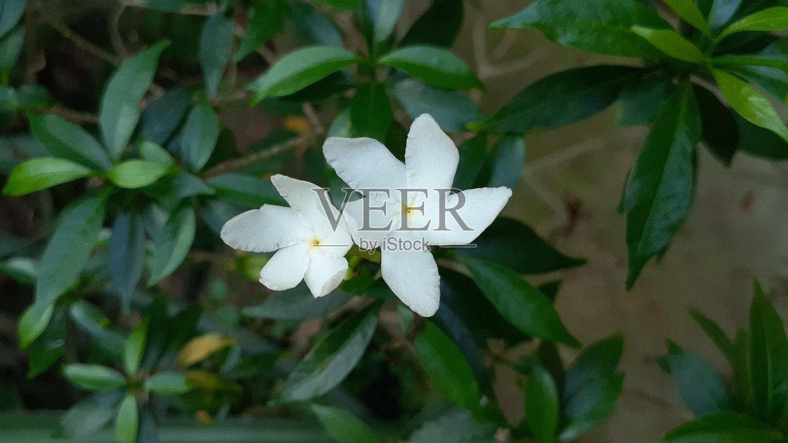 吊灯花照片摄影图片