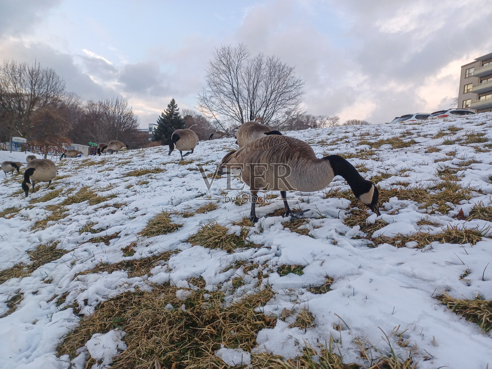 加拿大雁在雪地里觅食照片摄影图片