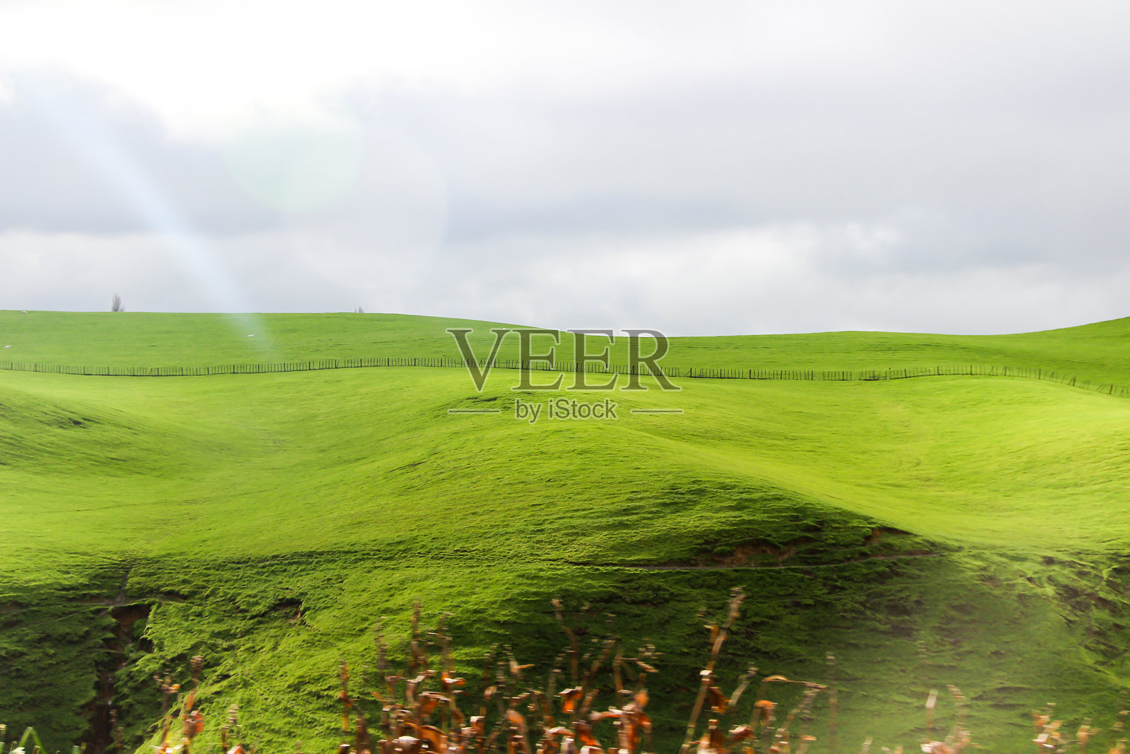 新西兰美丽的风景,绿色的山丘、牧场和放牧田野照片摄影图片