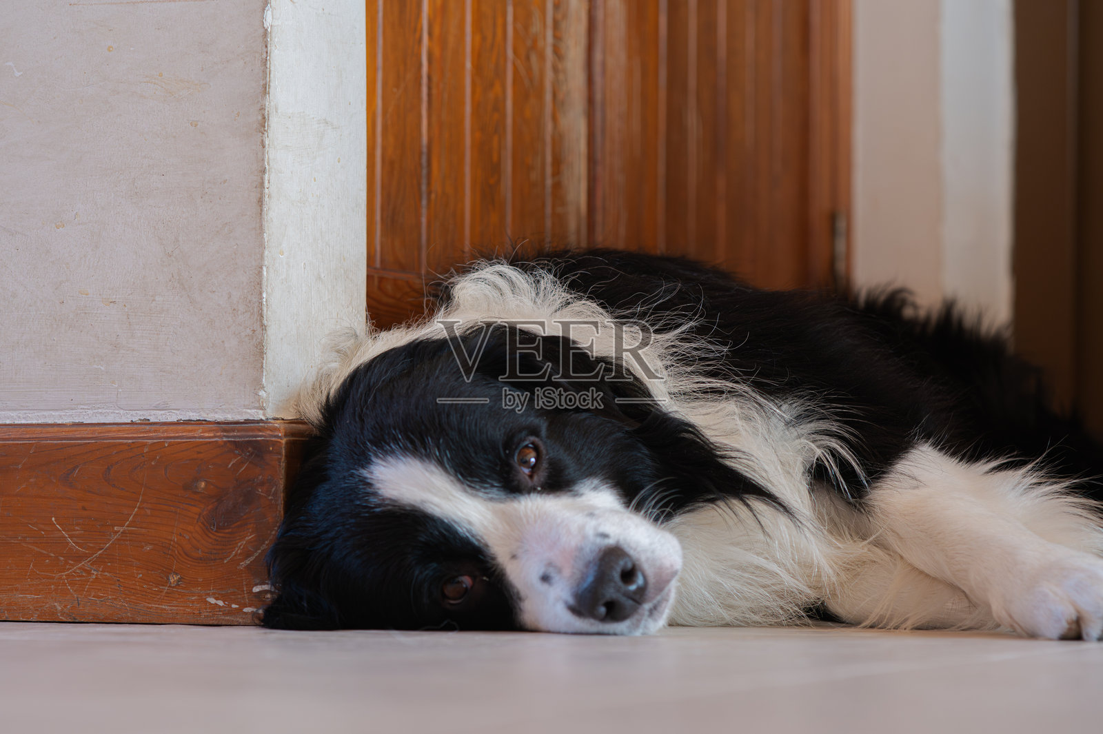一只边境牧羊犬趴在地板上,看起来很疲惫照片摄影图片