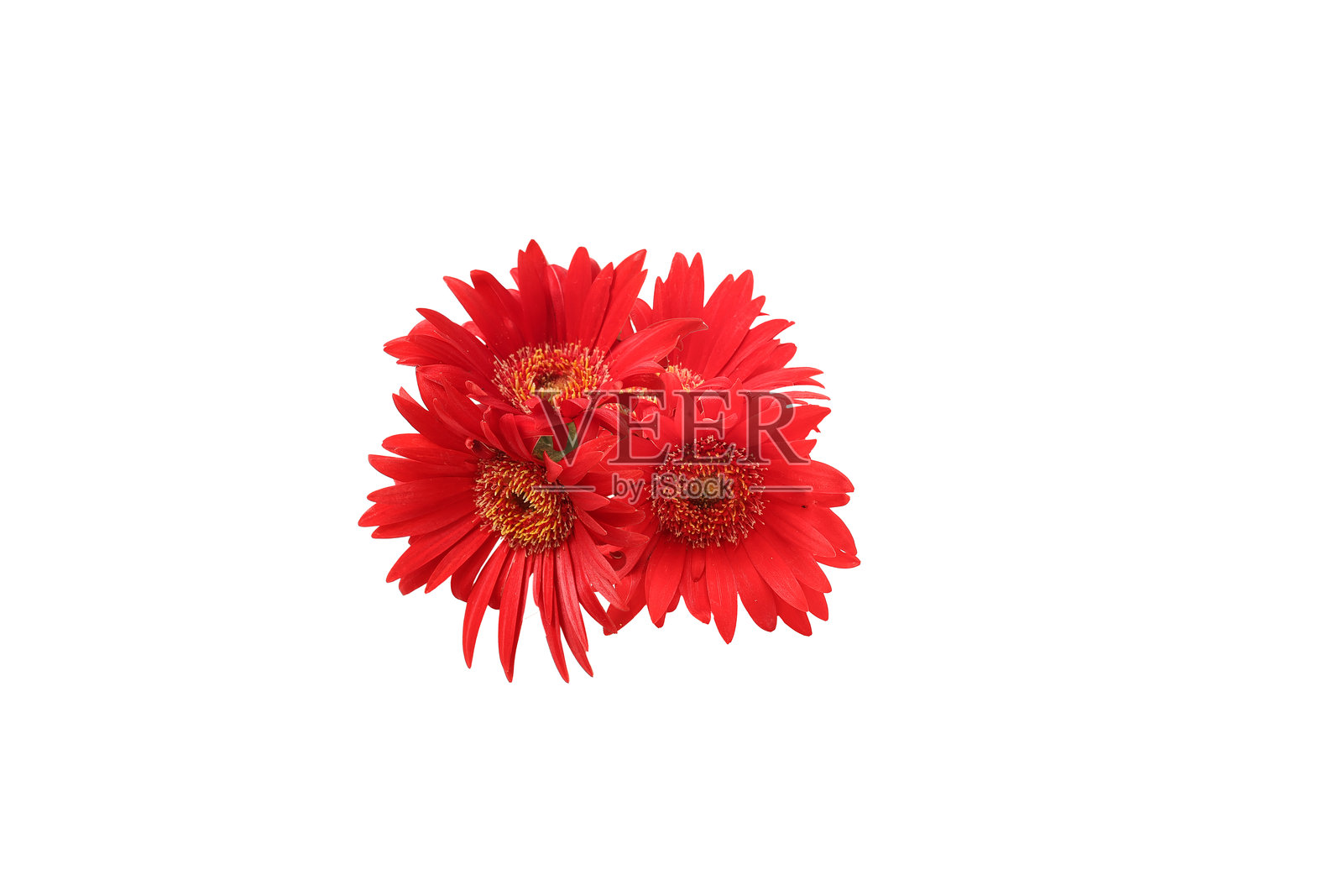 白色背景下孤立的非洲菊花束。照片摄影图片