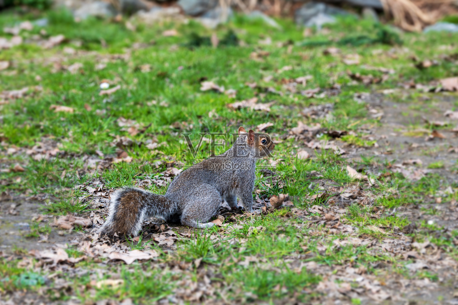 灰松鼠照片摄影图片