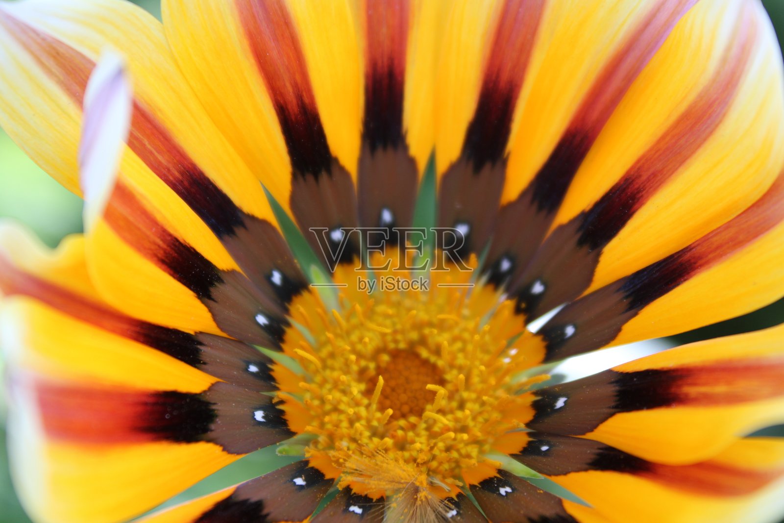 非洲雏菊照片摄影图片