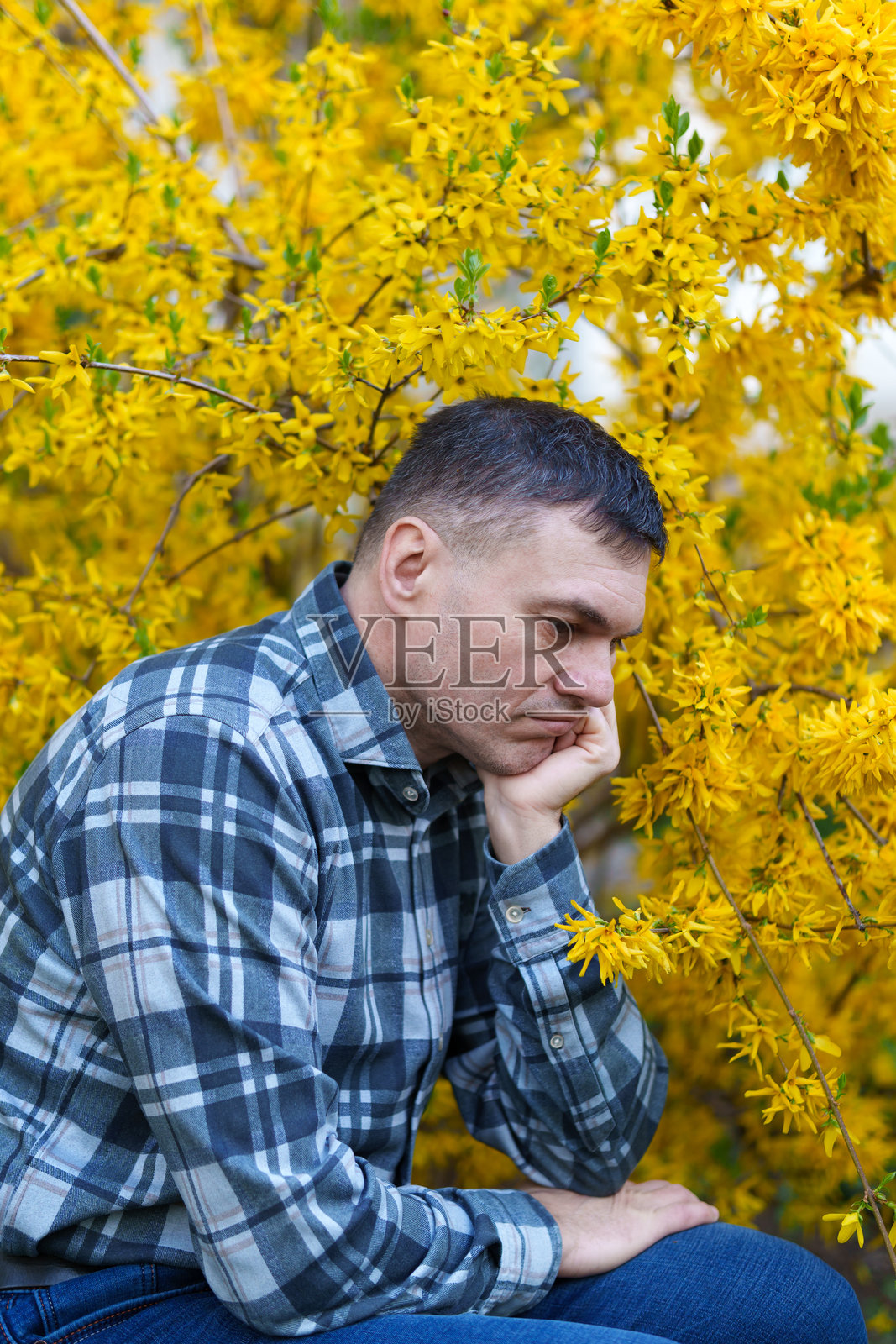 在黄色的连翘花背景下拍摄的男人肖像,展现春天的自然与花朵照片摄影图片