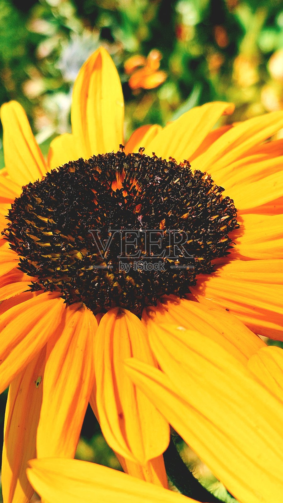 特写向日葵花朵盛开照片摄影图片