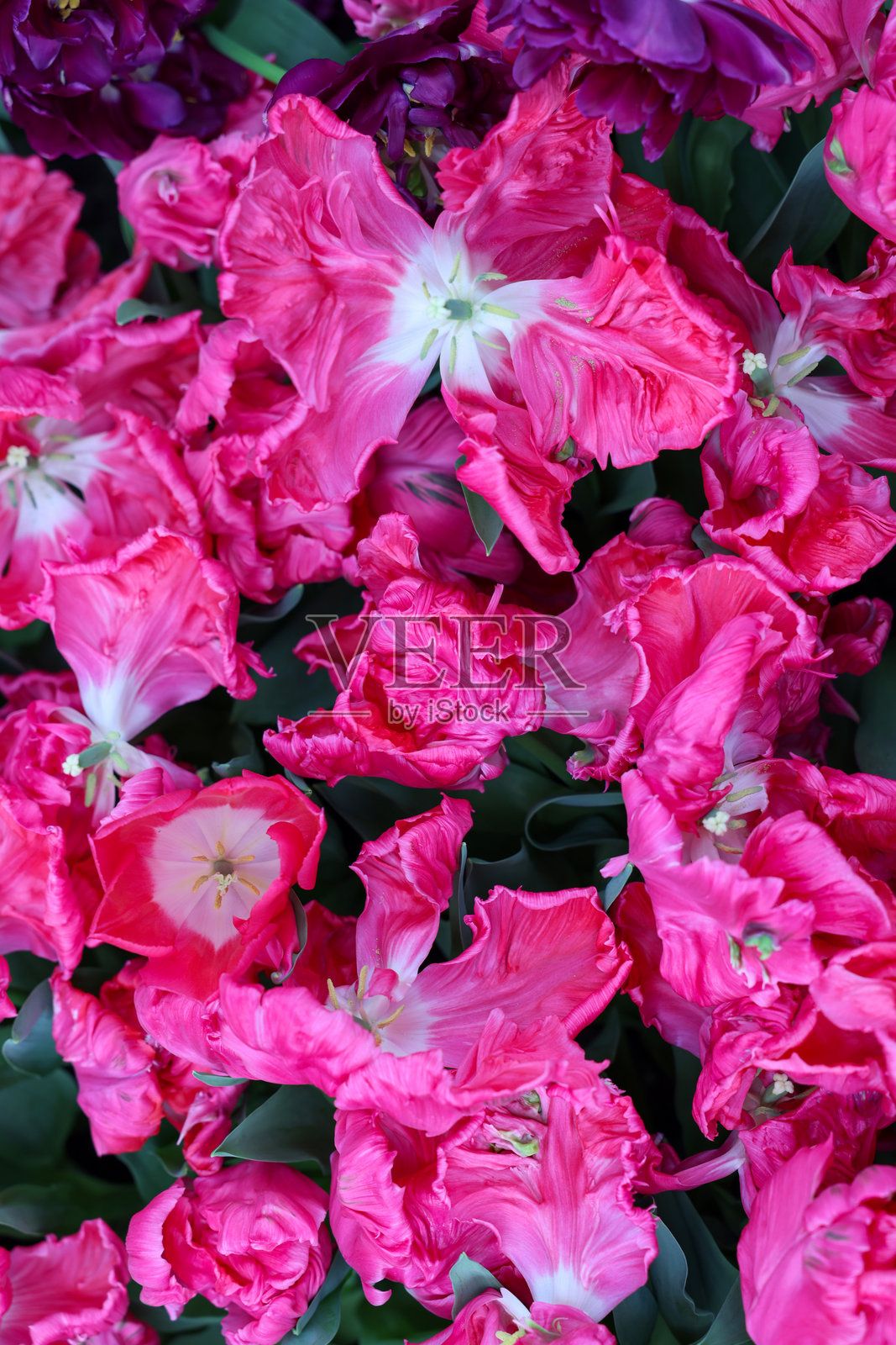 郁金香,名为“惊奇鹦鹉”。鹦鹉类。照片摄影图片