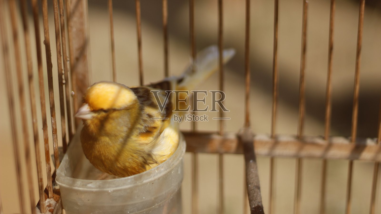金丝雀正在饮水处沐浴照片摄影图片