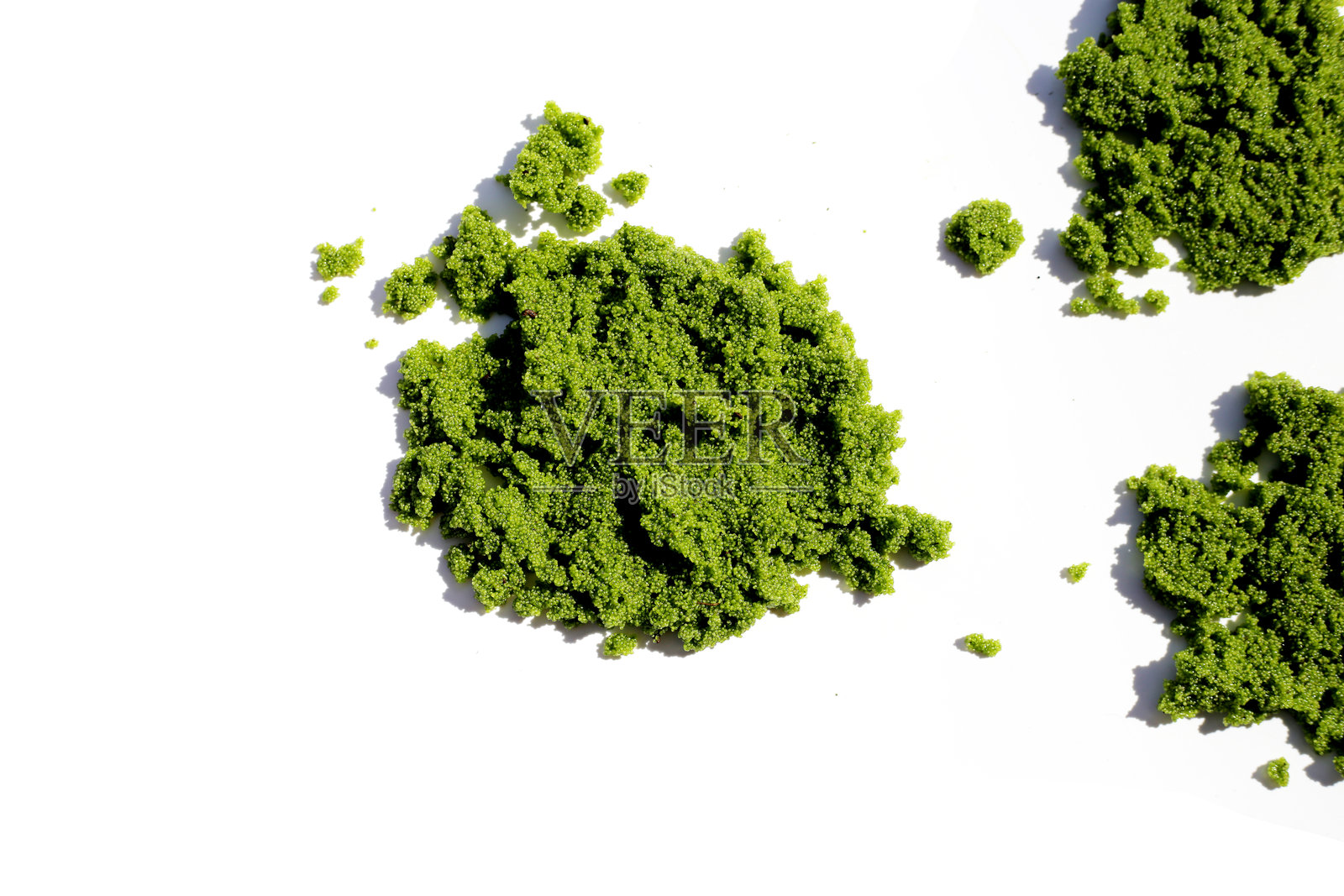 淡水藻,浮萍或沼泽藻照片摄影图片