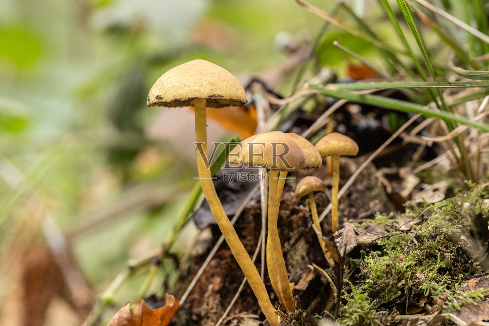 林地蘑菇照片摄影图片