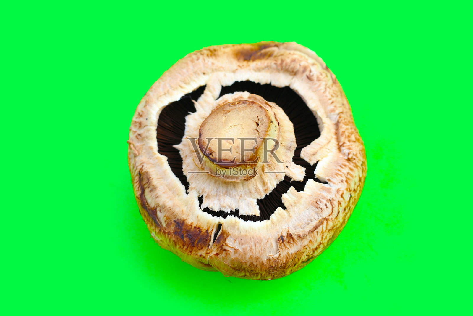 新鲜的波多贝罗蘑菇,底部可见菌褶。照片摄影图片