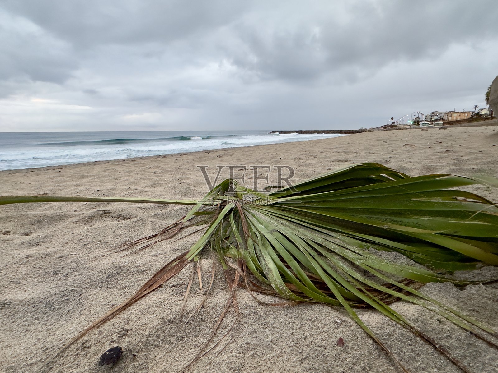 掉落在沙滩上的棕榈叶照片摄影图片
