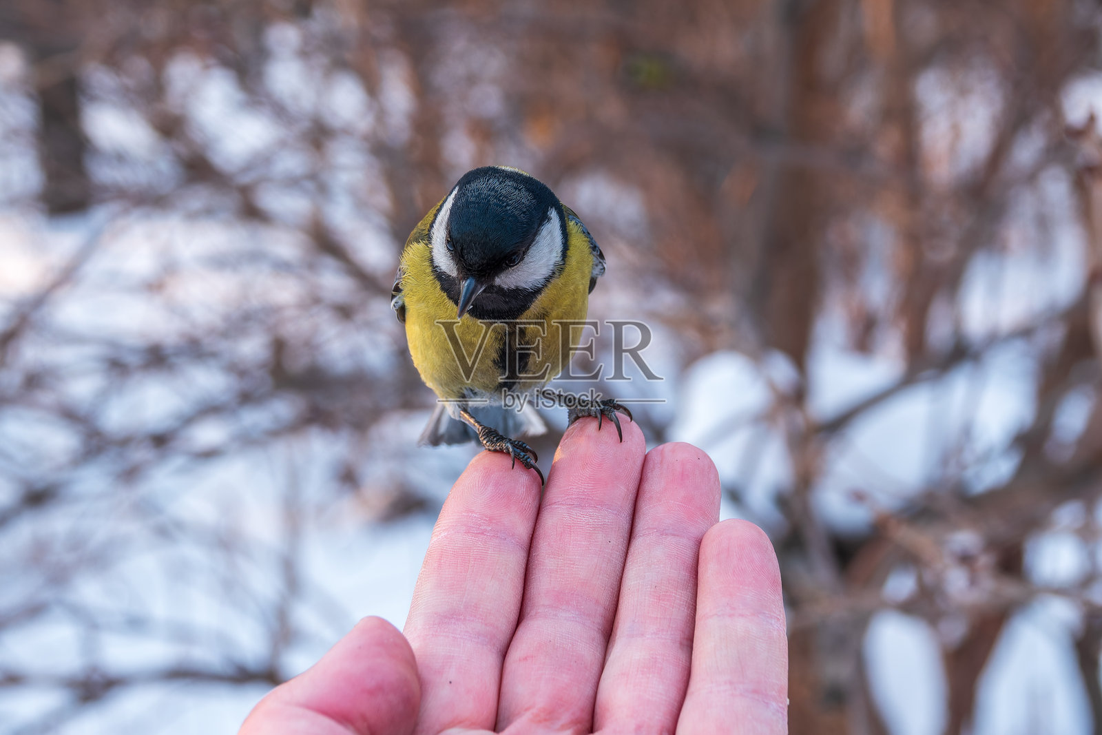 一只山雀停在人的手上吃种子。照片摄影图片