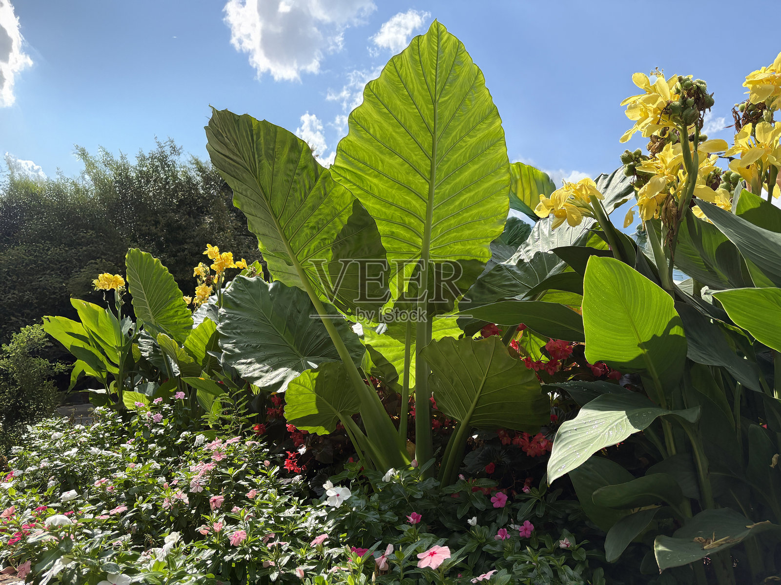 花坛景观设计,包含滴水观音和黄色美人蕉照片摄影图片