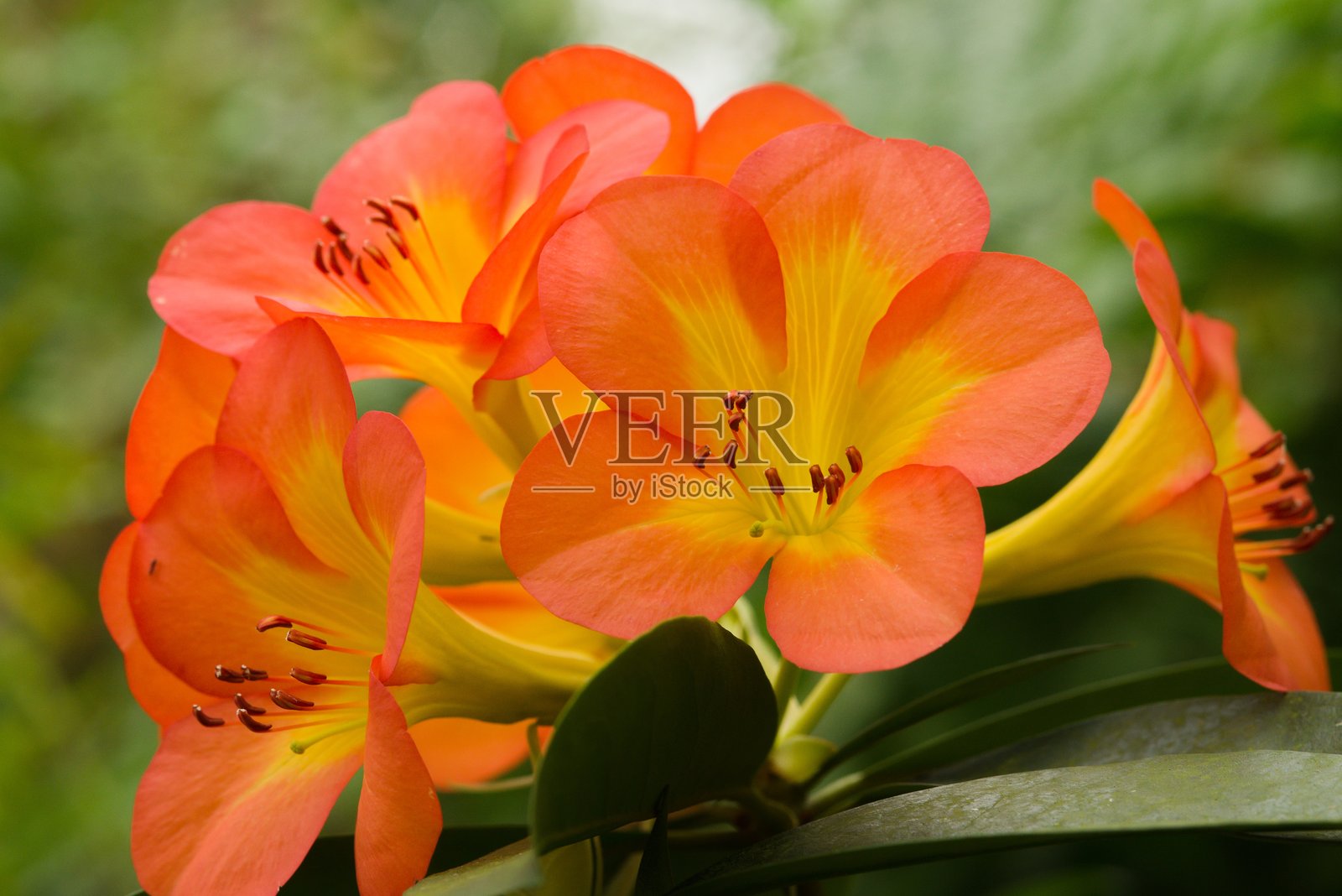 植物名录 2025 - 罗德龙树 'Zoellers' (佐勒罗德龙树)照片摄影图片