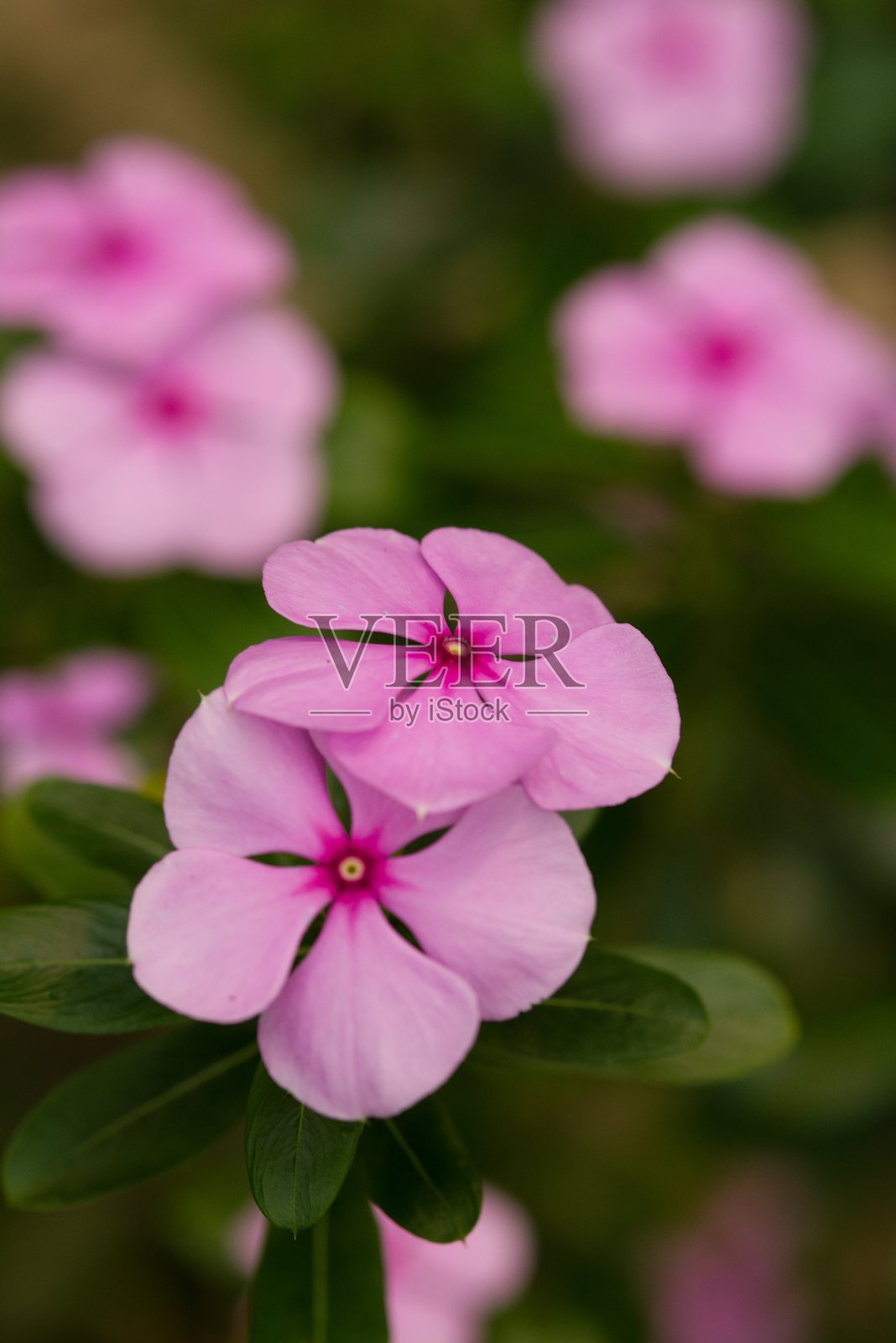 植物名录 2025 - 长春花(马达加斯加长春花)照片摄影图片