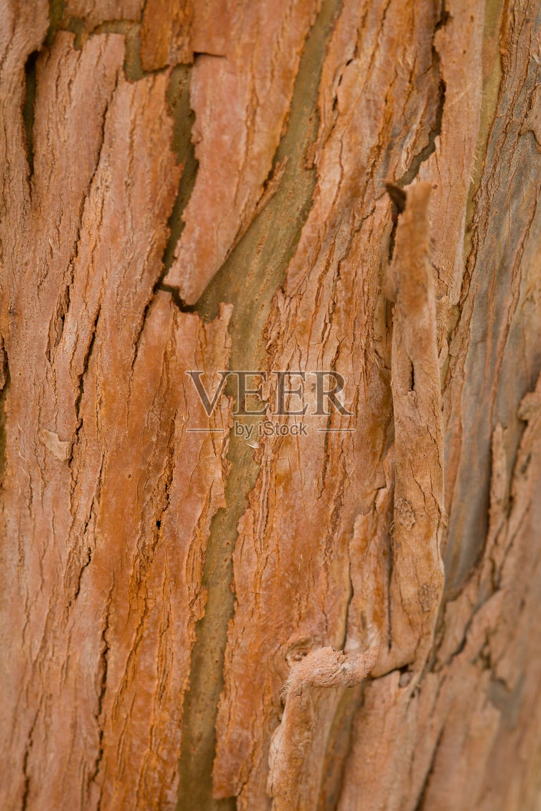 植物列表 2025 - 尤加利树 2025 - 尤加利树 (苹果桉树皮纹理)照片摄影图片