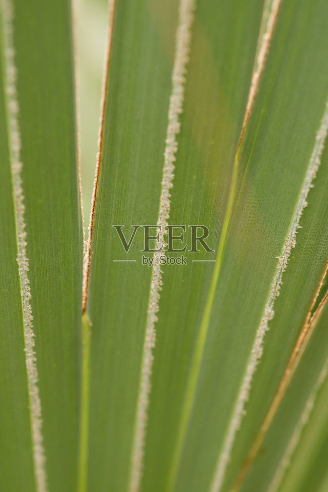 植物名录 2025 - 赞比亚糖棕 (拉拉棕榈叶特写)照片摄影图片