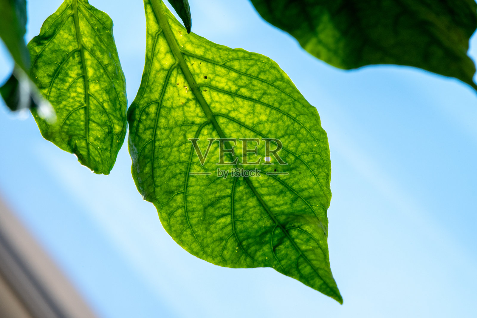 蓝天下吸收阳光的青椒叶子照片摄影图片