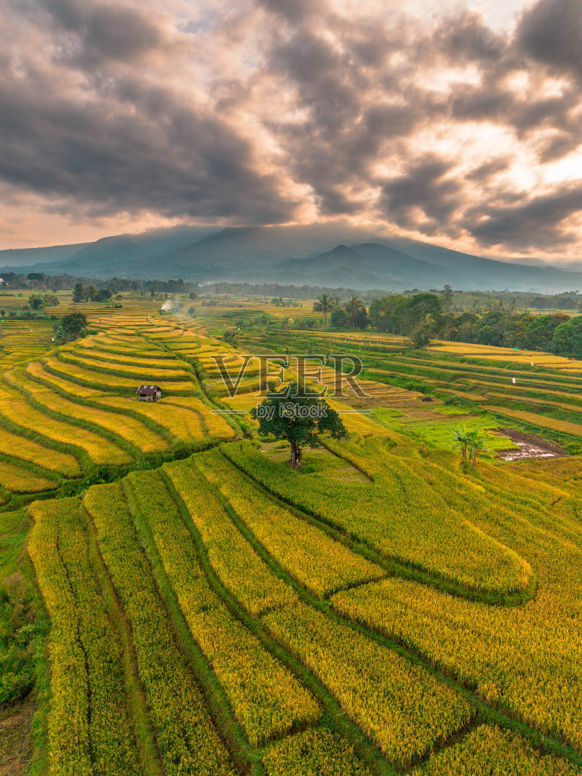 印度尼西亚的美丽早晨全景,稻田呈现出美丽的色彩,天空中有自然光。照片摄影图片