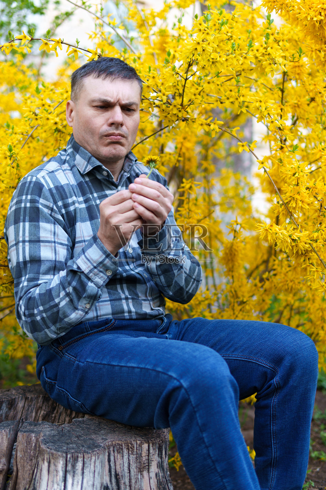 春天的自然与盛开的连翘花背景下的人物肖像照片摄影图片