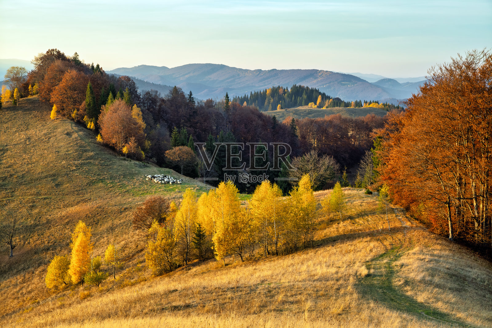 秋季乡村摄影。远山、田野和森林的风景。草坪上有树木,长满了橙色的叶子。风景如画的度假胜地喀尔巴阡,欧洲。照片摄影图片