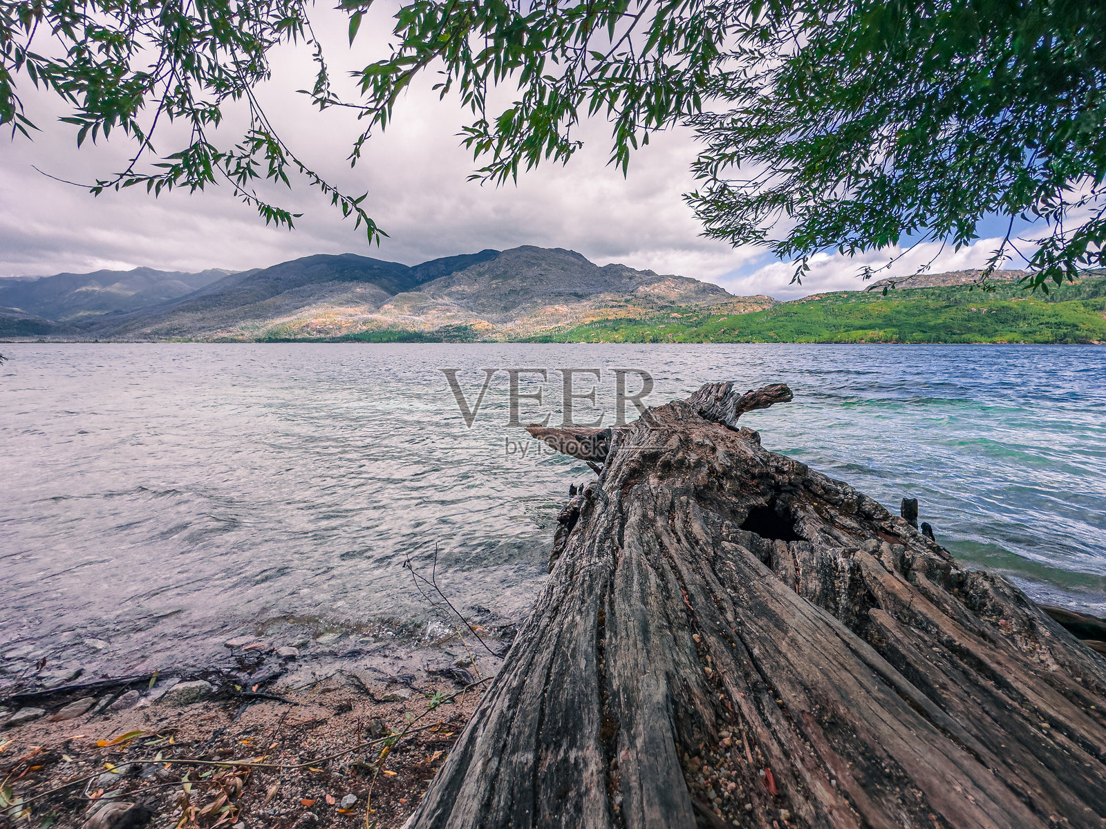 埃普耶恩湖岸边的倒下的大树照片摄影图片