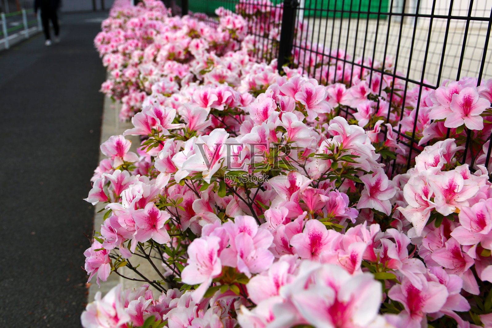 粉色杜鹃花在东京的栅栏边灿烂绽放。照片摄影图片