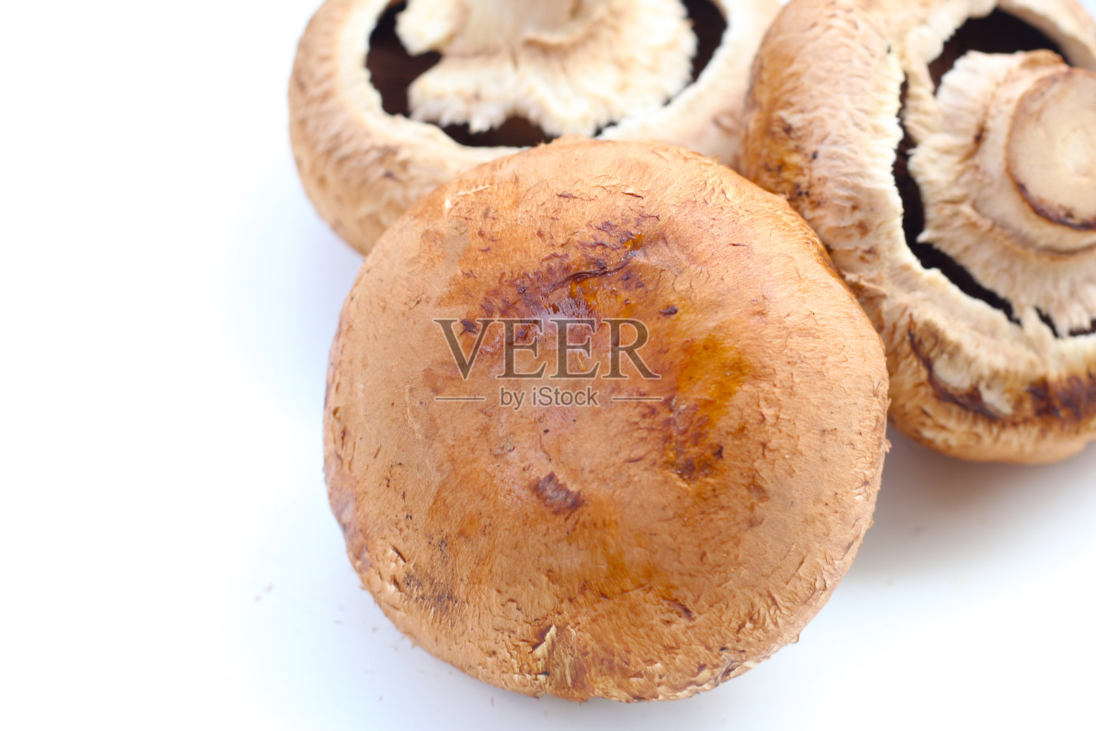 新鲜的波特贝洛蘑菇,底部可见菌褶。照片摄影图片