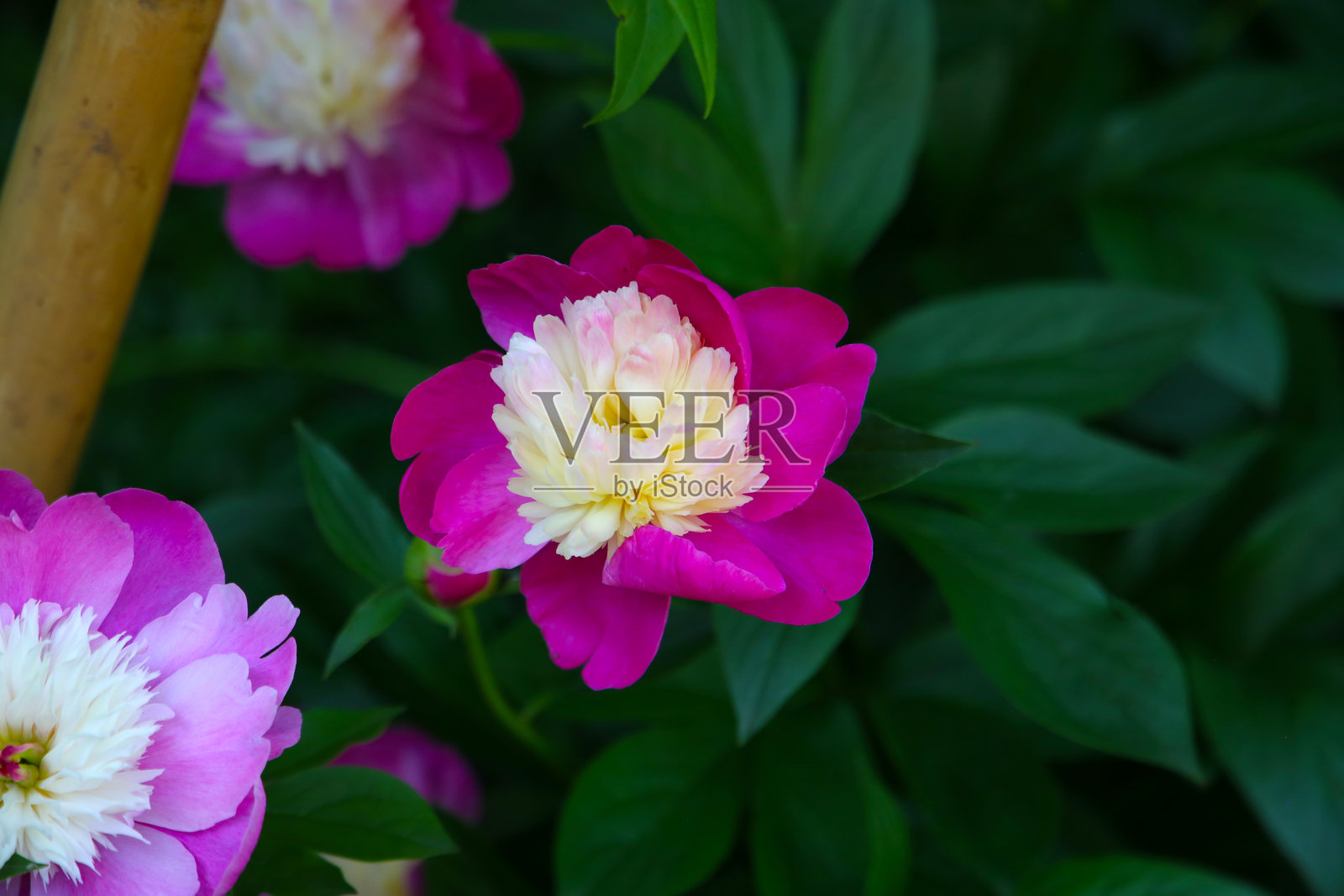 牡丹植物的美丽花朵照片摄影图片