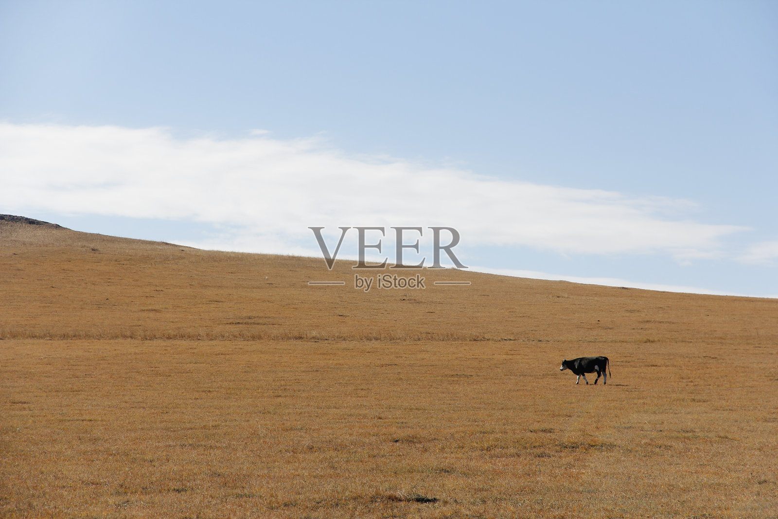 广阔平原上,一头孤零零的牛在晴朗的天空下悠闲地吃草照片摄影图片