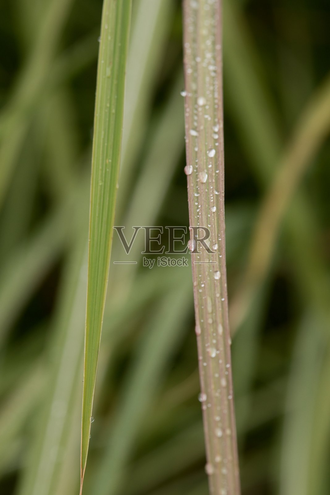 植物名录 2025 - 锯叶鼠尾草 (Donard Seedling)照片摄影图片