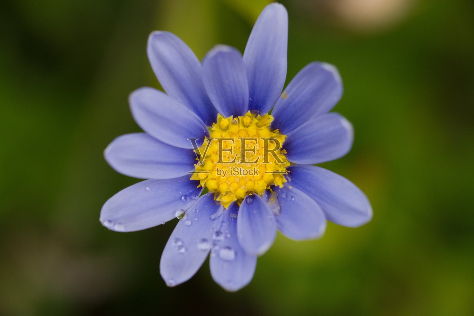 植物名录 2025 - 蓝雏菊 (Felicia amelloides)照片摄影图片