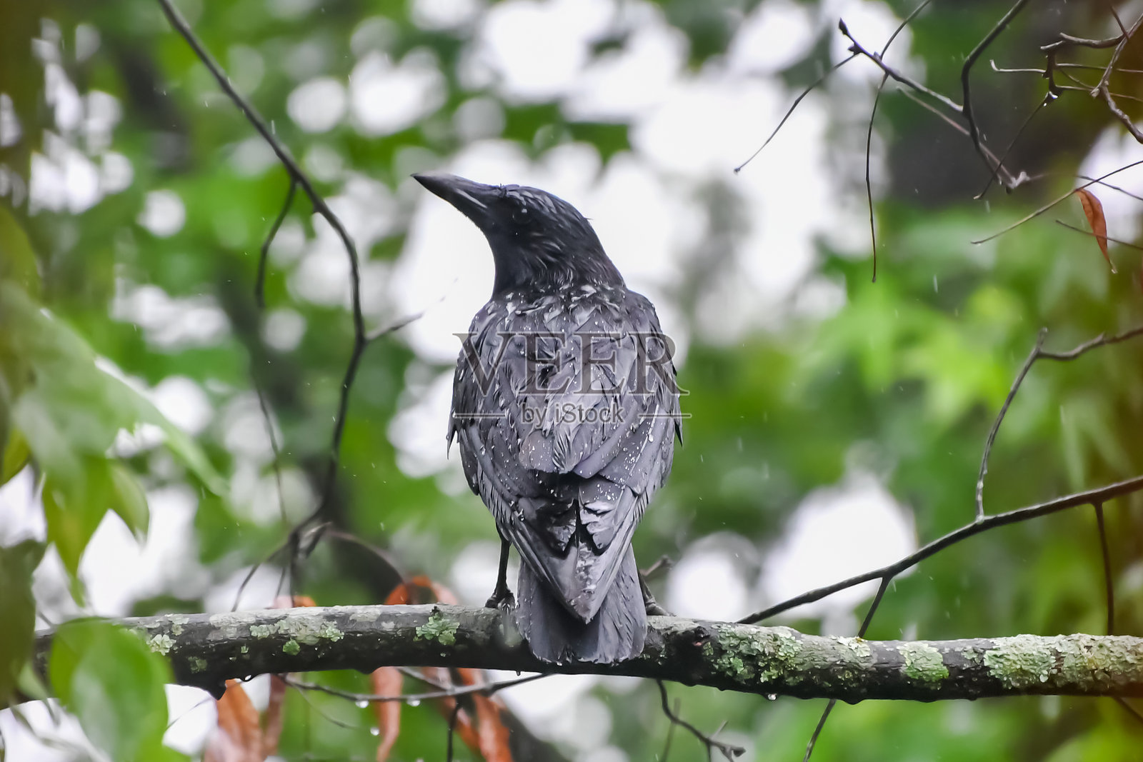 伯明翰,阿拉巴马州,鸟类 - 乌鸦照片摄影图片